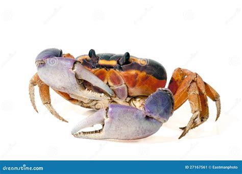 Halloween Crab stock image. Image of exotic, seamless - 27167561