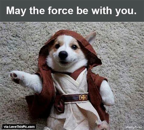 May The Force Be With You Funny Dog Pictures, Photos, and Images for ...