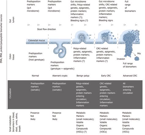 nyilatkozat szolgáló erős a szél colon cancer tumor marker Építkezés ...