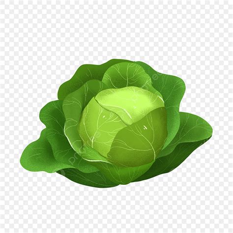 Green Cabbage Clipart Vector, Green Yellow Green Cabbage Clipart, Cabbage, Green Cabbage, Plump ...