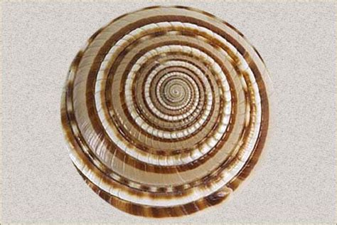 Sundial Shells - Healing Properties, Color, Power & Facts | Gemexi