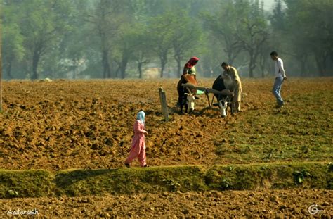 Saif Arash Photography: Saffron field - Kashmir