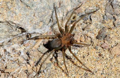 Caminantes del Desierto: LA ARAÑA DE RINCÓN. LA VERDAD TRAS EL MITO