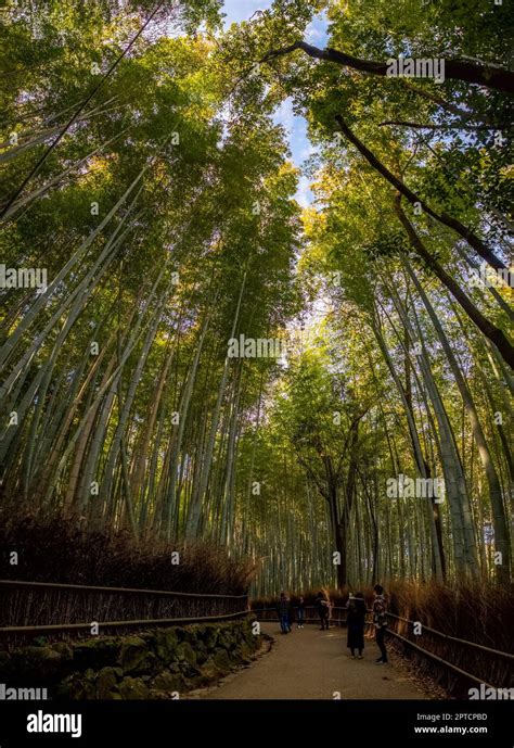 A panorama picture of the Bamboo Forest, in Kyoto Stock Photo - Alamy