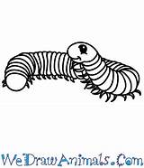 Millipede Coloring Pages sketch template