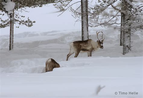 Reindeer Herders' Association – Reindeer Reindeer and winter - Reindeer ...