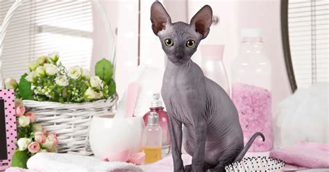 Don Sphynx Cat Breed Characteristics & Info | World Cat Finder