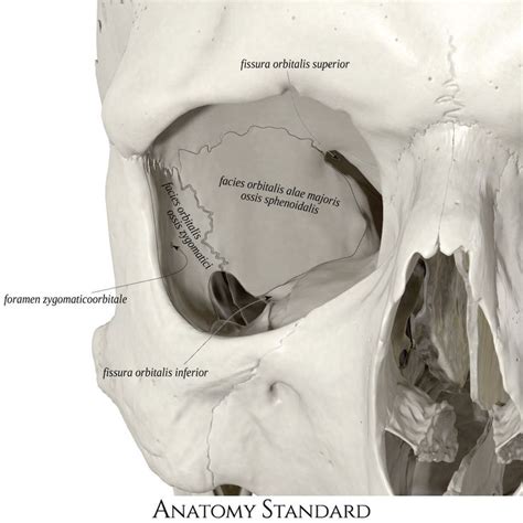 Lateral wall of the orbit | Medical anatomy, Skull anatomy, Anatomy bones