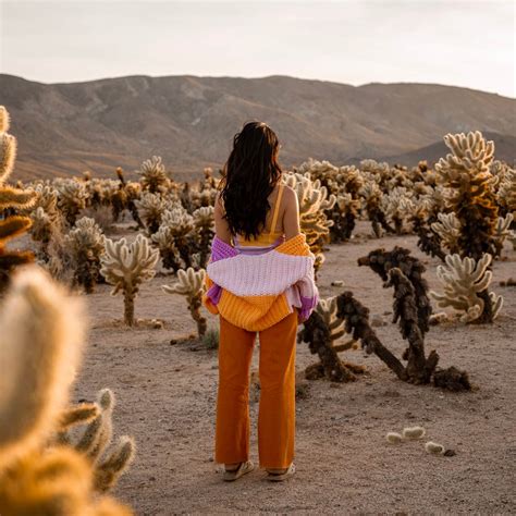 The Ultimate Guide To Cholla Cactus Garden Joshua Tree