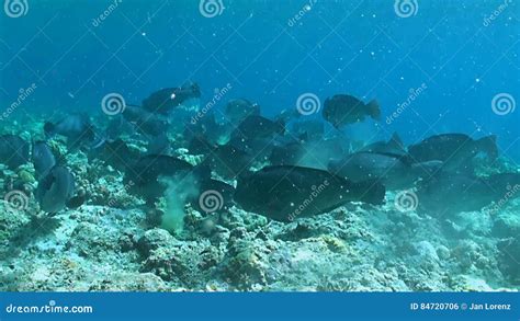 Humphead Parrotfish on a Coral Reef Stock Footage - Video of humphead, wildlife: 84720706