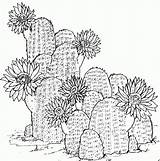 Printable Cactus Coloring Pages sketch template
