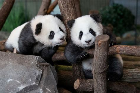 Deux bébés pandas naissent au zoo de Berlin | Panda bear, Panda, Berlin