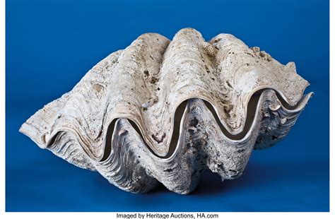 COMPLETE GIANT CLAM SHELL. ... (Total: 2 Items) Zoology Sea Shells | Lot #49014 | Heritage Auctions