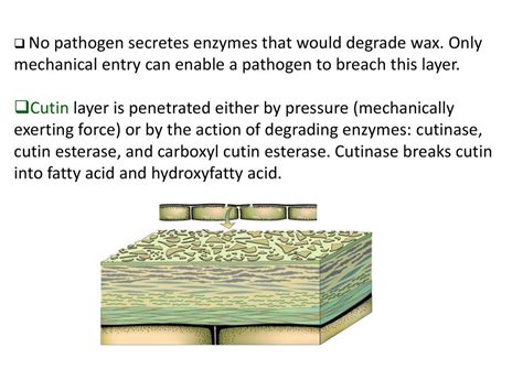 PATHOGENESIS & PARASITISM - ppt download