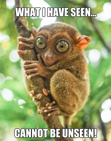 Lemur Memes | Funny looking animals, Tarsier, Unusual animals