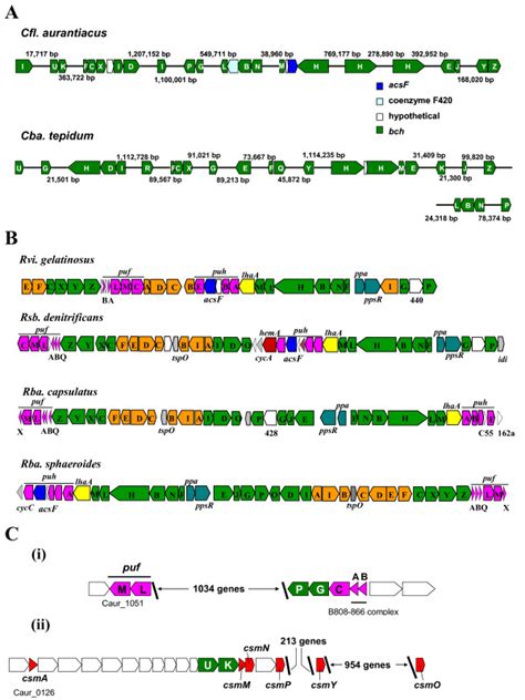 Schematic representation of photosynthetic genes in photosynthetic ...