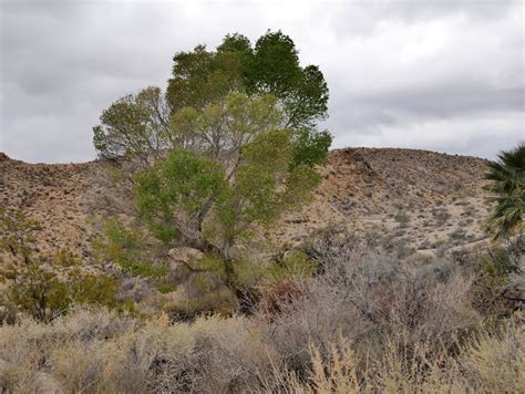 American Travel Journal: Cottonwood Spring - Joshua Tree National Park