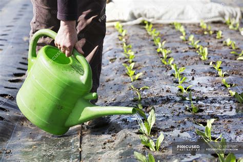 Person watering seedlings. — Oxfordshire, low section - Stock Photo | #128215580