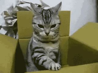 Funny Cat Gifs 2024: Best, Cool, Funny