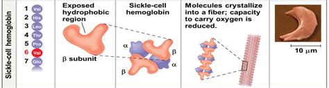 Sickle Cell Anemia Mutation