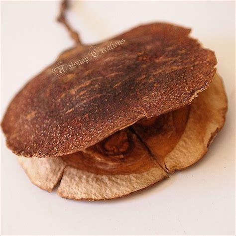 Jacaranda Tree Seed Pod (Jacaranda mimosifolia) | Seed pods, Seeds ...