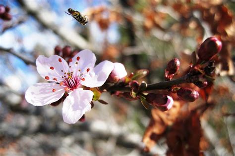 Plum Flower and Bee | Flower on the Japanese Plum tree with … | Flickr