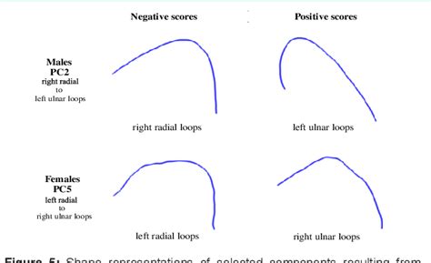 Figure 1 from Shape Variations in Loop Pattern Fingerprints: Radial vs. Ulnar Loops | Semantic ...