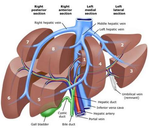 liver hilus dog - Google Search | Liver | Pinterest | Dogs, Google and Pictures of