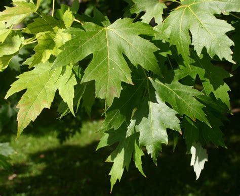 File:Acer-saccharinum-leaves-e.jpg - Wikimedia Commons