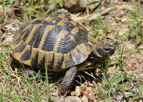 In linii mari: Broasca testoasa - Testudo Hermanni