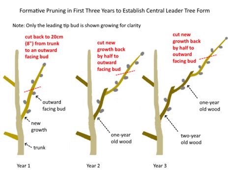 Formative Pruning, Central Leader Form – How to Prune Young Fruit Trees in the First Three Years ...