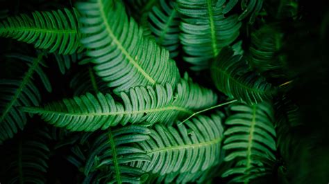 leaves, green, shade, dark, vegetation, 4k HD Wallpaper