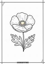 Matilija Poppy Coloring Pages Free Printable PDF  Flower Page sketch template