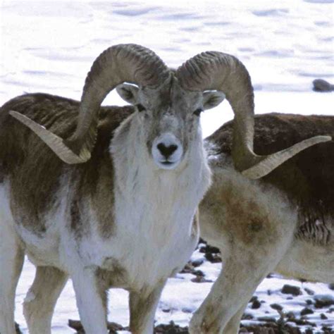 Argali | The big wild sheep from the Arctic