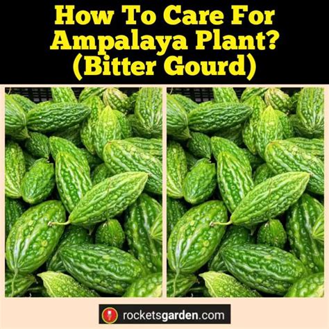 How To Care For Ampalaya Plant? (Bitter Gourd)