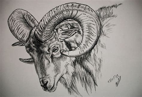 12+ Goat Pencil Sketch Images Pictures