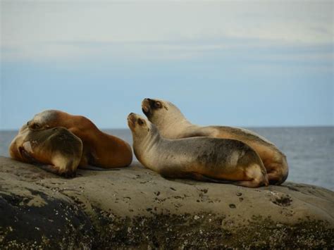 Patagonia wildlife holiday | Responsible Travel