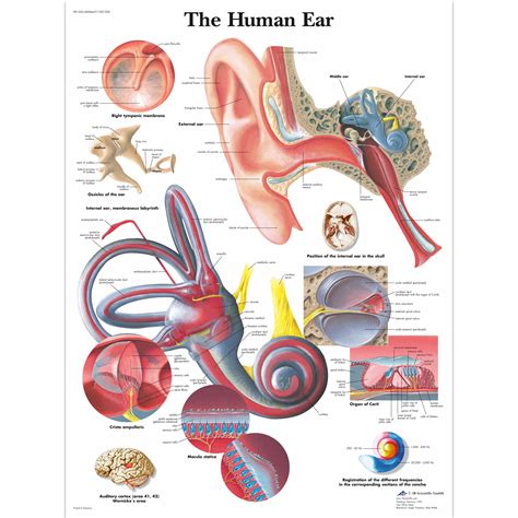 Anatomical Charts and Posters - Anatomy Charts - The Human Ear Chart