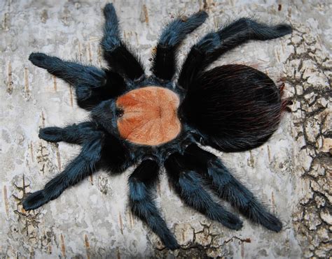 Brachypelma albiceps - Spider Shop