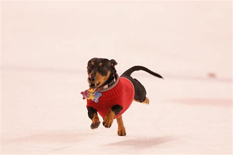 Heritage Bank Center - Fri 12-3-10 - Weiner Dog Races