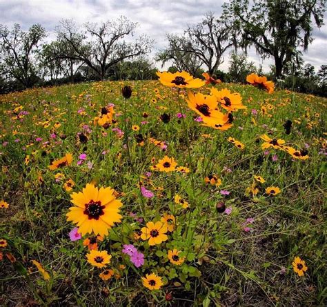 Florida wild flowers | Wild flowers, Nature, Mother nature