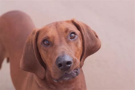 Redbone Coonhound - All About Dogs | Orvis