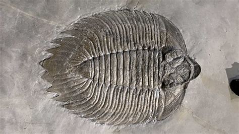 Quick Guide to Common Fossils — Earth@Home