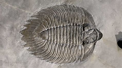 Quick Guide to Common Fossils — Earth@Home