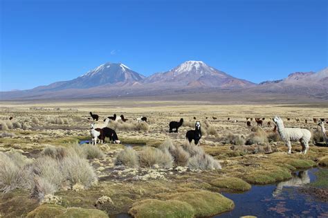 Sajama National Park, Bolivia