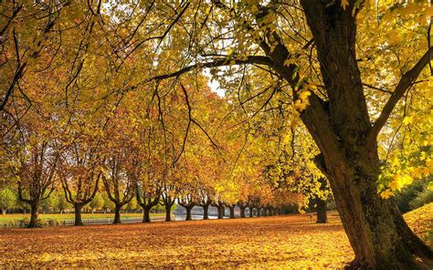 Autumn Field wallpaper | nature and landscape | Wallpaper Better