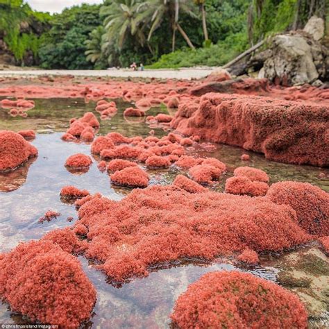 Christmas Island baby red crab migration shuts down roads and beaches | Christmas island crabs ...