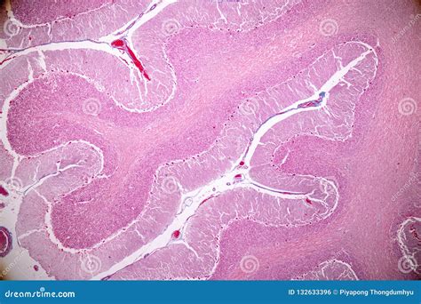 Cross Section of the Cerebellum and Nerve Human Under the Microscope ...