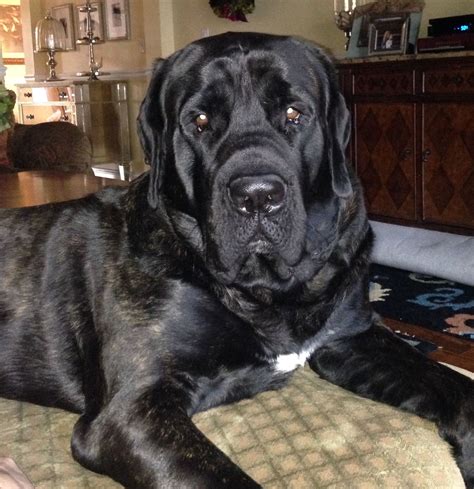 Black English Mastiff | Black mastiff, English mastiff, Mastiffs