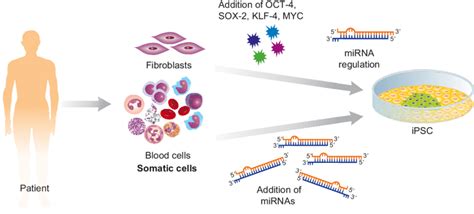 General diagram of a somatic cell reprogramming protocol. Somatic cells... | Download Scientific ...